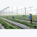 Hi-tech agriculture enterprises face difficulties in borrowing