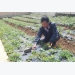 New ’ginseng’ revitalizes highlands commune