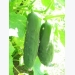Tips For Growing Cucumbers
