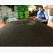 Sneaky Chinese buyers swaying Vietnam’s pepper prices