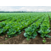 Nitrogen procedure for a cabbage crop