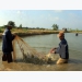 Mekong Delta records over 12,000ha of damaged crustacean farms in H1