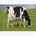Newtrient cites progress on dairy manure management, nutrient recovery