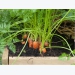 Expert Tips for Growing Carrots and Parsnips