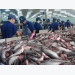 VASEP urges strict quality control for tra fish exports to China