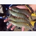 Current production, challenges and the future of shrimp farming