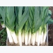 Expert Tips for Growing Leeks and Exhibition Leeks