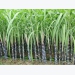 Improving water usage efficiencies in sugarcane