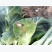 Blackleg fungus in cabbages