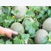 8 Tips for Growing The Sweetest Melons