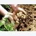 Climate, soil and potatoes