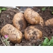 How to Grow Potatoes: Growing Potatoes, Planting Potatoes & Storing Potatoes