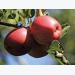 SA apples: all set for healthy growth