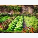 Get the balance right in your vegetable garden