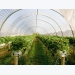 Ensuring optimal greenhouse irrigation