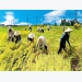 Bright picture forecast for agriculture sector