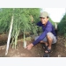 Green asparagus offers high profits for Ninh Thuận farmers