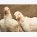 The upside to vegetarian-fed broilers