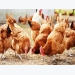 Study delves into free-range poultry production