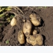 Potato planting procedures