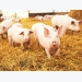 Fermented wheat, enzyme use may boost piglet feed digestibility