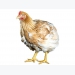 10 slow-growing broiler feeding tips