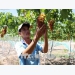Ninh Thuận to grow more of new, high-quality grape