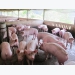 Pork imports spike, Vietnam's livestock industry under pressure