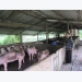 Farmers to get financial support for culled pigs