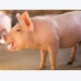 Feed mitigant study yields initial results in pigs