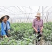 Bac Giang builds more than 90 hi-tech farming models