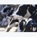 Automated milking system requires new approach