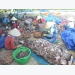 Quang Nam seeks help for purpleback squid export
