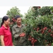 Bac Giang lychee revenue hits all-time high