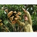Vietnam's “lychee kingdom” looks to conquer demanding markets