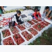 Lang Son: Develop solutions to facilitate exporting fresh fruits