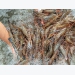 Shrimp prices are rising, exports sees positive signs