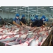Seafood export value estimated to reach $2.81 billion in five months