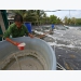 Cà Mau shrimp industry picks up