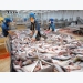 Tra fish exports to EU see a sharp fall due to COVID-19