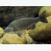 Diseases of the Australian Freshwater Fish Silver Perch (Bidyanus bidyanus) - Part 1