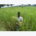 Bangladesh tìm ra giống lúa chống chịu mặn, bão