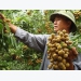 Online trade conference on Vietnamese longan slated for mid-July