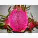 Cultivating purple-pink fleshed dragon fruit to export to Europe