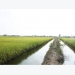 Bac Lieu to expand large-scale agricultural production