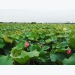 Hanoi farmer raises record 1 million lotus flowers
