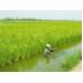 Tăng cường hướng dẫn nông dân kỹ thuật canh tác lúa trên đất tôm