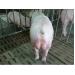 Tình hình chăn nuôi heo các nước tiên tiến qua số liệu của Inter-pig
