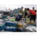 Đánh bắt, tiêu thụ hải sản 4 tỉnh: Lập bản đồ vùng biển cấm!