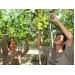 Mô hình trồng táo Thái lan cho hiệu quả kinh tế cao
